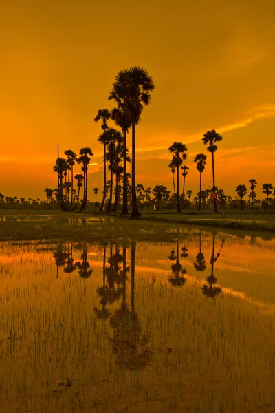 Sunset Paddy i thailand — Stockfoto