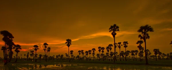 Gün batımı Paddy Tayland — Stok fotoğraf