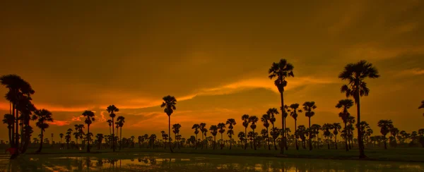 Sunset Paddy i thailand — Stockfoto