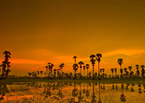 Sonnenuntergang Reis in Thailand — Stockfoto