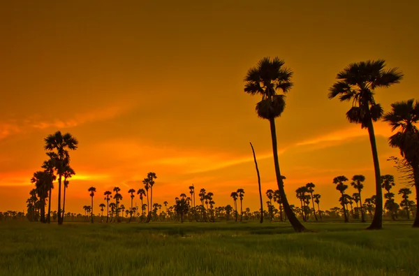 在泰国的日落稻田 — 图库照片
