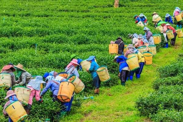Les travailleurs recueillent des feuilles de thé sur la plantation — Photo
