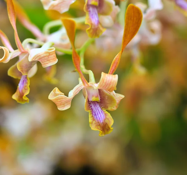 Ozdobny kwiat orchidei — Zdjęcie stockowe