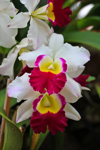 Bela flor de orquídea — Fotografia de Stock