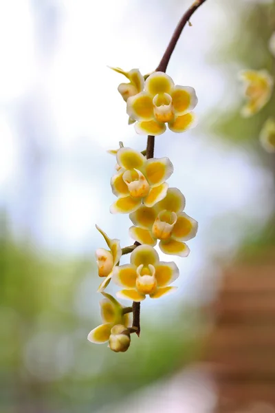 Färsk orkidé blomma — Stockfoto