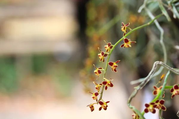 Hermosa flor de orquídea — Foto de Stock