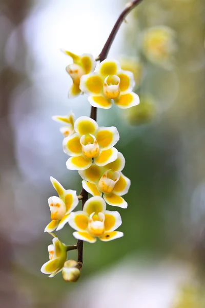 Hermosa flor de orquídea — Foto de Stock