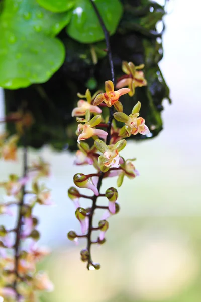 Vacker orkidé blomma — Stockfoto