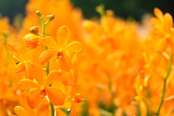 Belles fleurs d'orchidée — Photo