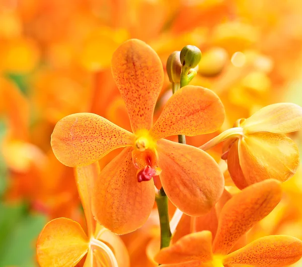 Mooie orchideebloemen — Stockfoto