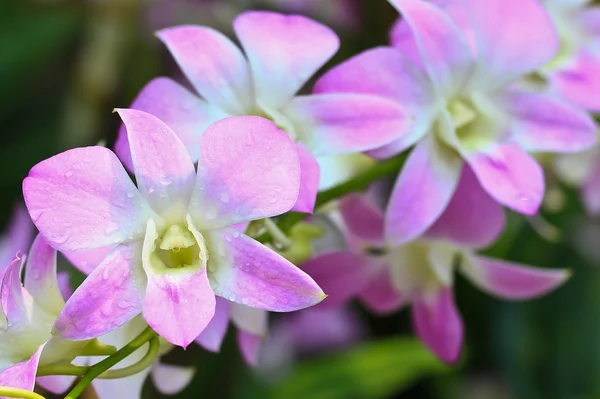 Vacker orkidé blomma — Stockfoto