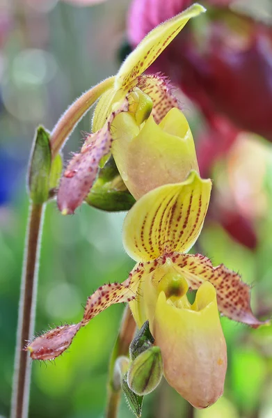 Vacker orkidé blomma — Stockfoto