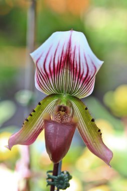 güzel orkide çiçek