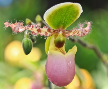güzel orkide çiçek