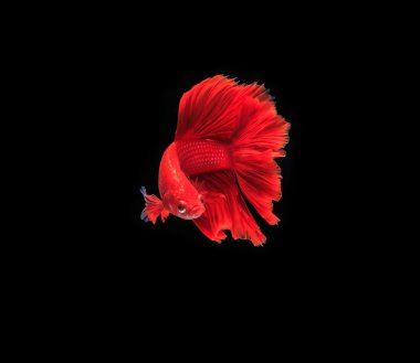 Siyam mücadele balık siyah