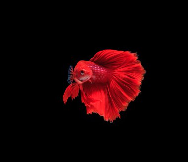 Siyam mücadele balık siyah