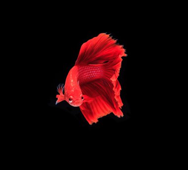 Siyam mücadele balık siyah