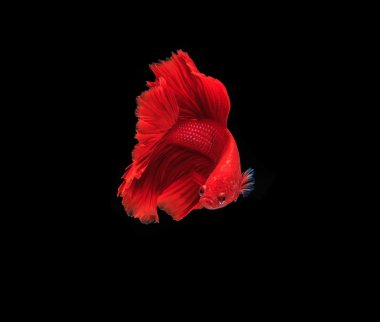 Siyam mücadele balık siyah