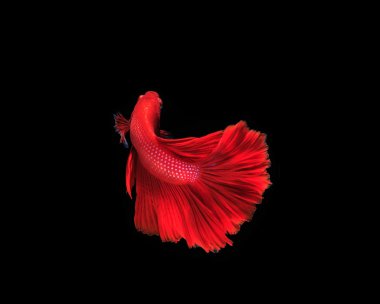 Siyam mücadele balık siyah