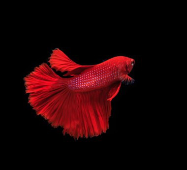 Siyam mücadele balık siyah