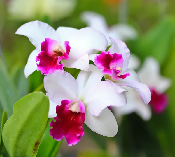 Kolor Orchidea kwiat — Zdjęcie stockowe