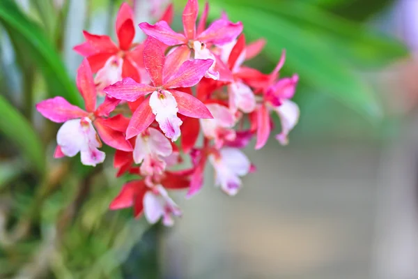 Vacker orkidé blomma — Stockfoto