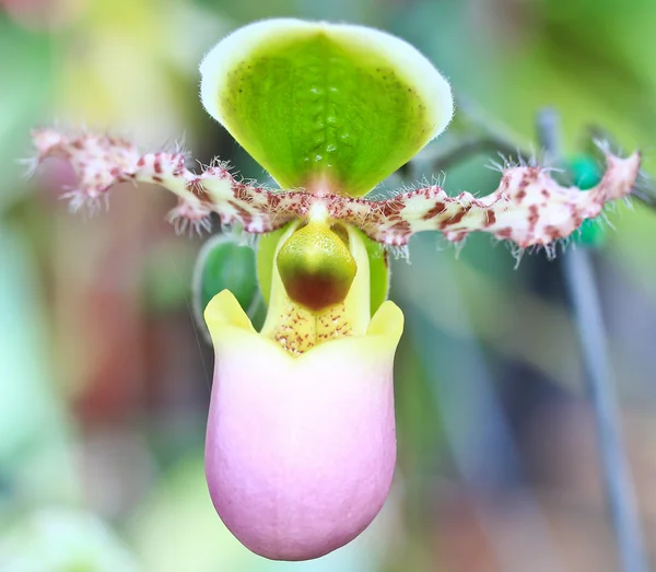 Färg orkidé blomma — Stockfoto