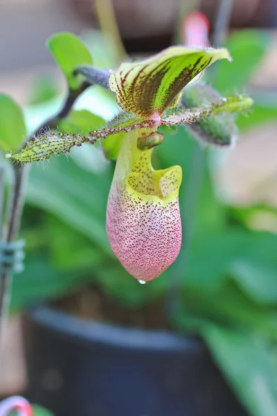Kleur orchidee bloem — Stockfoto