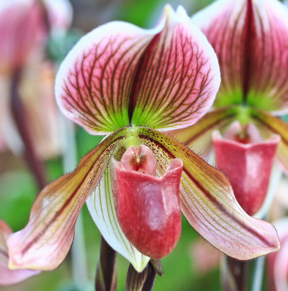 Цветок орхидеи
