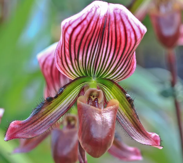 Kleur orchidee bloem — Stockfoto