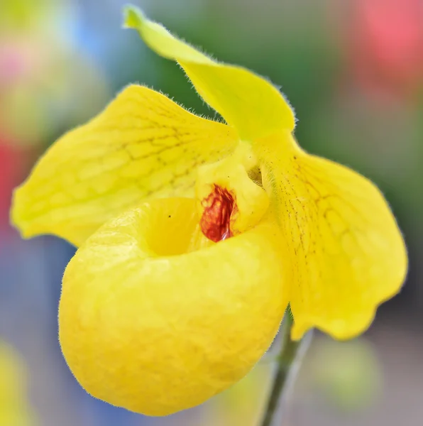 Taze orkide çiçek — Stok fotoğraf