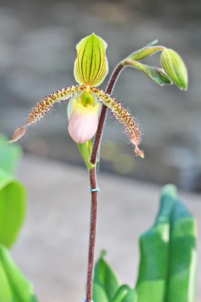 Kolor Orchidea kwiat — Zdjęcie stockowe