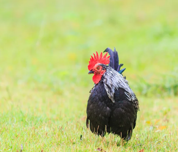 Chicken bantam on grass — Stock Photo, Image