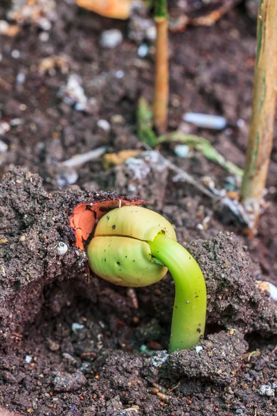 Tree seed germination — Stock Photo, Image