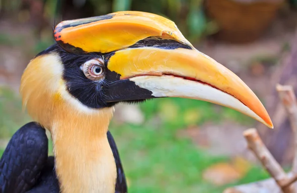 Großer Hornvogel aus nächster Nähe — Stockfoto