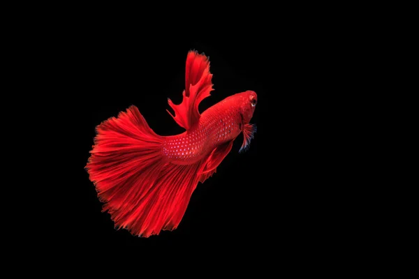 Siamese fighting fish on black — Stock Photo, Image