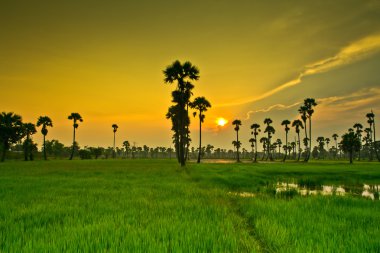 Paddy üzerinden günbatımı  