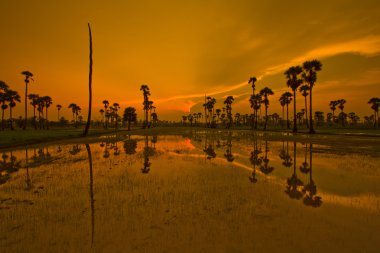 Paddy üzerinden günbatımı  