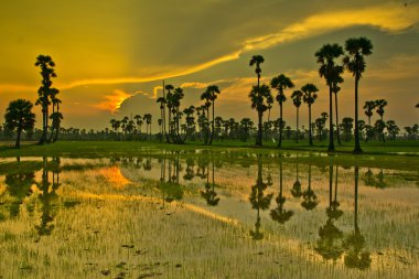 Paddy üzerinden günbatımı  