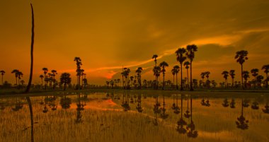 Paddy üzerinden günbatımı  