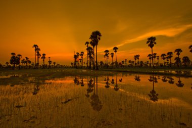 Paddy üzerinden günbatımı  