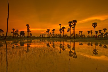 Paddy üzerinden günbatımı  