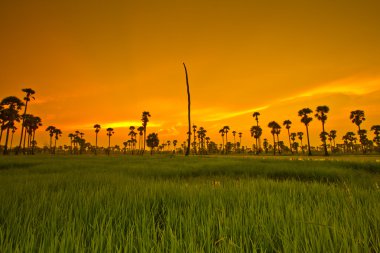 Paddy üzerinden günbatımı  