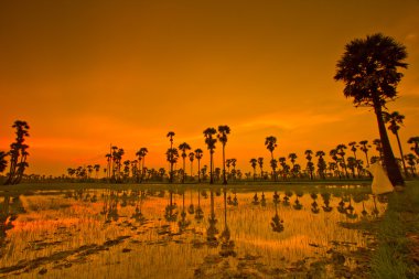 Paddy üzerinden günbatımı  