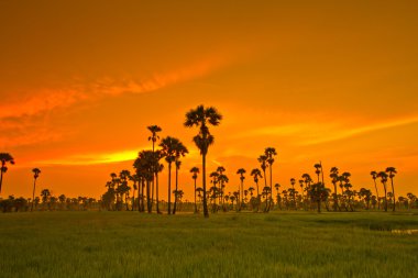 Paddy üzerinden günbatımı  