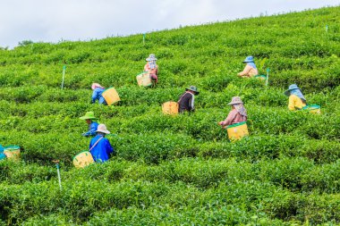 Workers collect tea leaves on plantation clipart