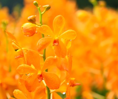  orkide çiçekleri yakın çekim