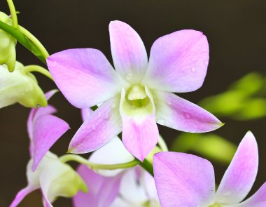 güzel orkide çiçekler 