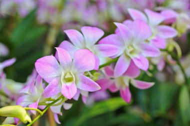 güzel orkide çiçekler 