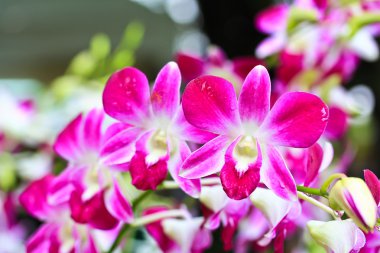 güzel orkide çiçekler 
